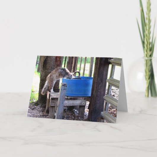 Boerderij Kat Wenskaart Kaart (Voorkant)