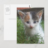 Boerderij Kitten Briefkaart (Voorkant / Achterkant)