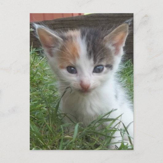 Boerderij Kitten Briefkaart (Voorkant)