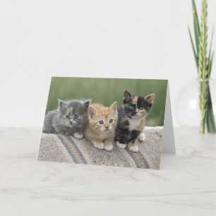 Boerderij Kittens op een Paardendeken Kaart