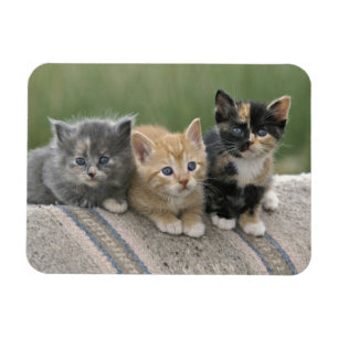 Boerderij Kittens op een Paardendeken Magneet