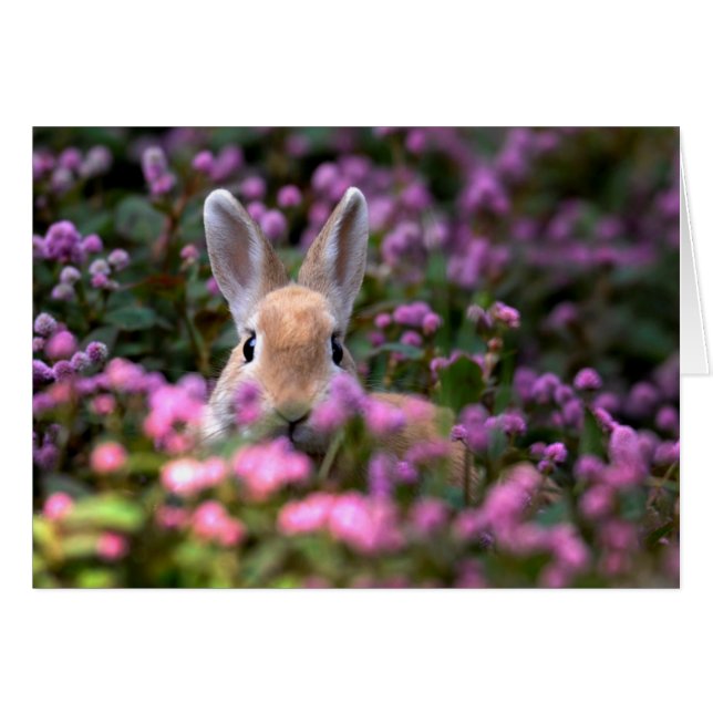 Boerderij konijn (Voorkant Horizontaal)