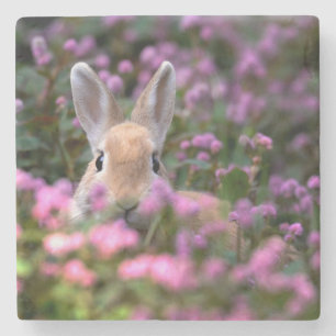 Boerderij konijn stenen onderzetter