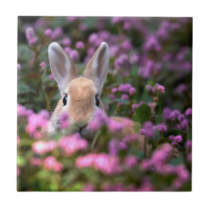 Boerderij konijn tegeltje