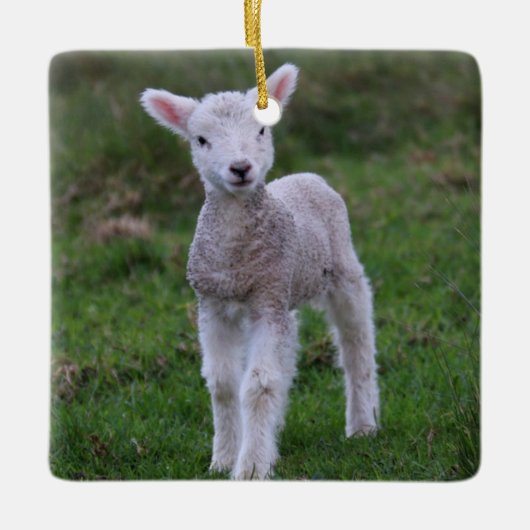 Boerderij lammeren Baby Keramisch Ornament (Voorkant)