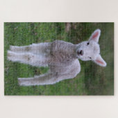 Boerderij lammeren Baby Legpuzzel (Horizontaal)