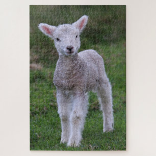 Boerderij lammeren Baby Legpuzzel