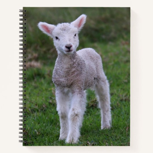 Boerderij lammeren Baby Notitieboek (Voorkant)