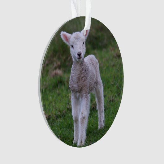 Boerderij lammeren Baby Ornament (voorkant)