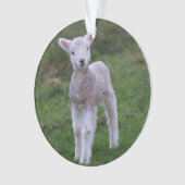 Boerderij lammeren Baby Ornament (voorkant)