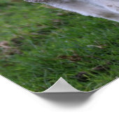 Boerderij lammeren Baby Poster (Hoek)