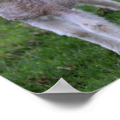 Boerderij lammeren Baby Poster (Hoek)