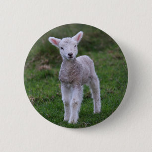 Boerderij lammeren Baby Ronde Button 5,7 Cm