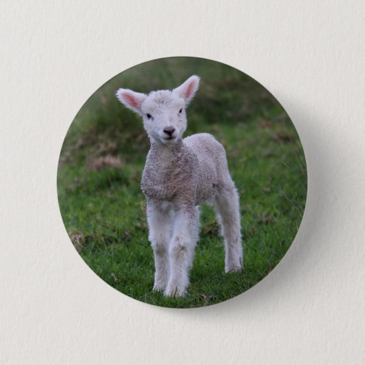 Boerderij lammeren Baby Ronde Button 5,7 Cm (Voorkant)
