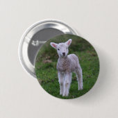 Boerderij lammeren Baby Ronde Button 5,7 Cm (Voorkant /achterkant)