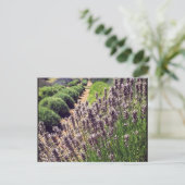 Boerderij lavender briefkaart (Staand voorkant)