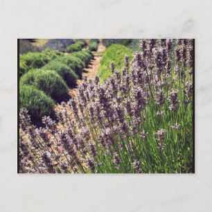 Boerderij lavender briefkaart