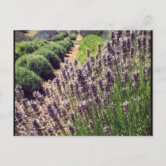 Boerderij lavender briefkaart (Voorkant)