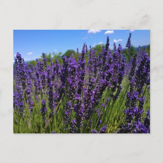 Boerderij lavender briefkaart (Voorkant)