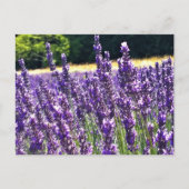 Boerderij lavender briefkaart (Voorkant)