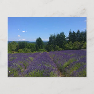 Boerderij lavender briefkaart