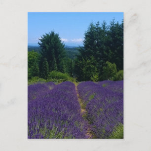 Boerderij lavender briefkaart