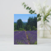 Boerderij lavender briefkaart (Staand voorkant)