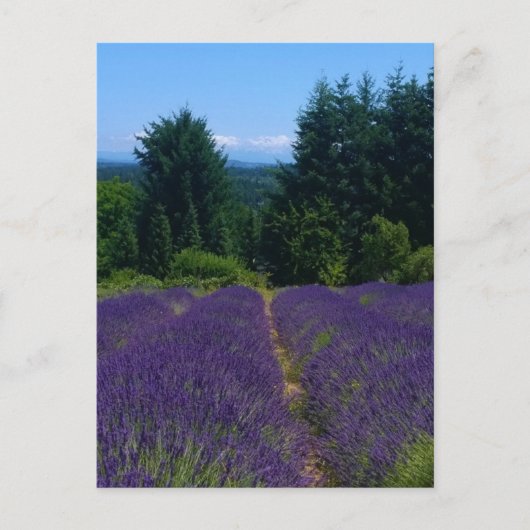 Boerderij lavender briefkaart (Voorkant)