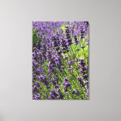 Boerderij lavender canvas afdruk (Voorkant)