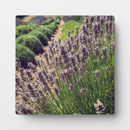 Boerderij lavender fotoplaat (Voorkant)