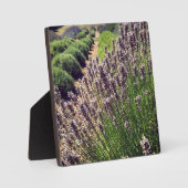 Boerderij lavender fotoplaat (Voorkant)