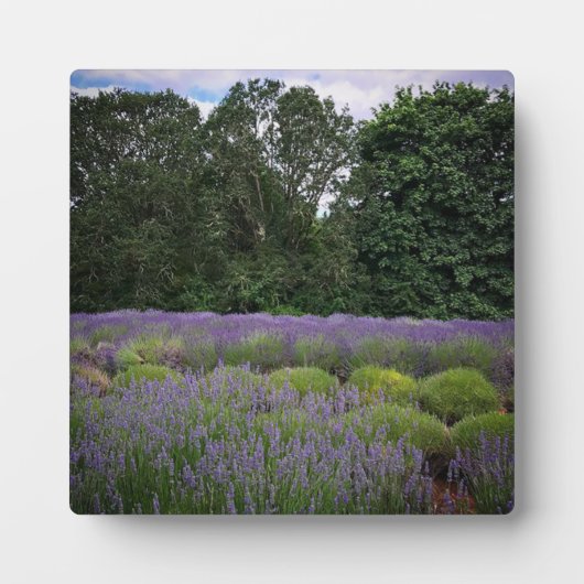 Boerderij lavender fotoplaat (Voorkant)
