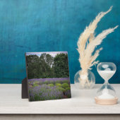 Boerderij lavender fotoplaat (Insitu)