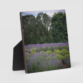 Boerderij lavender fotoplaat (Voorkant)