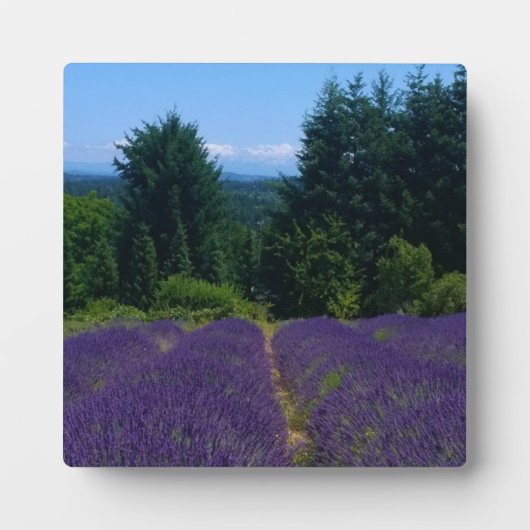 Boerderij lavender fotoplaat (Voorkant)