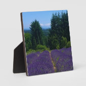 Boerderij lavender fotoplaat (Voorkant)