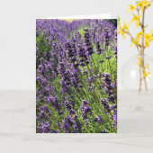 Boerderij lavender kaart (Gele Bloem)