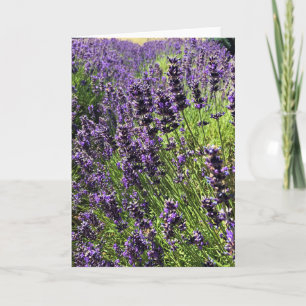 Boerderij lavender kaart