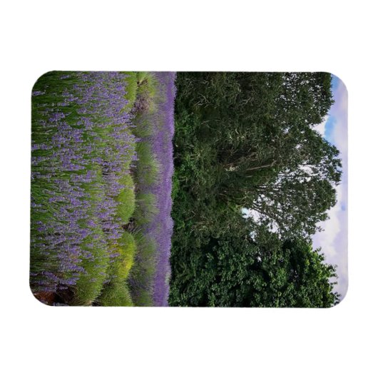 Boerderij lavender magneet (Horizontaal)