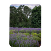 Boerderij lavender magneet (Verticaal)