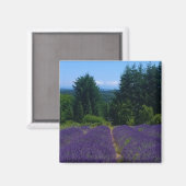 Boerderij lavender magneet (Voorkant / Achterkant)