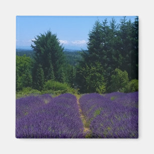 Boerderij lavender magneet