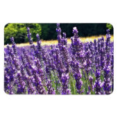 Boerderij lavender magneet (Horizontaal)