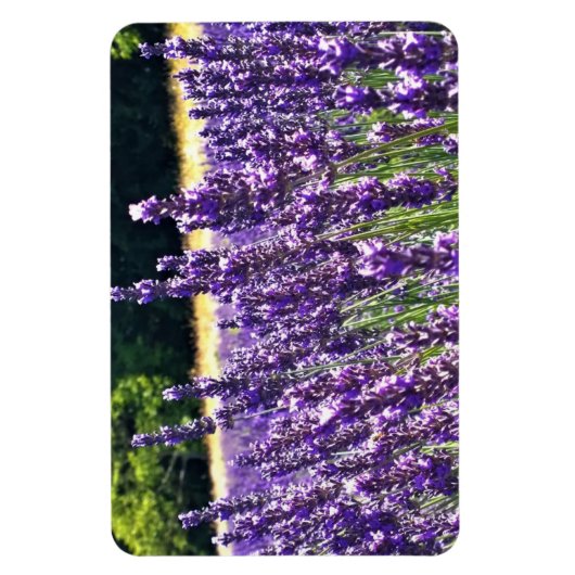 Boerderij lavender magneet (Verticaal)