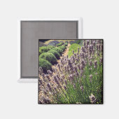 Boerderij lavender magneet (Voorkant / Achterkant)