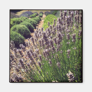 Boerderij lavender magneet
