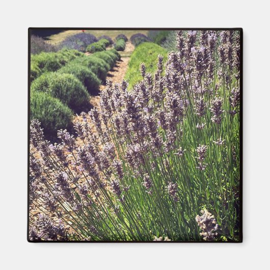 Boerderij lavender magneet (Voorkant)
