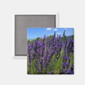 Boerderij lavender magneet (Voorkant / Achterkant)