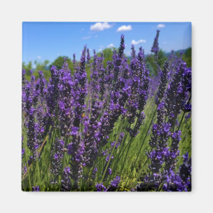 Boerderij lavender magneet