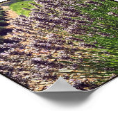 Boerderij lavender poster (Hoek)
